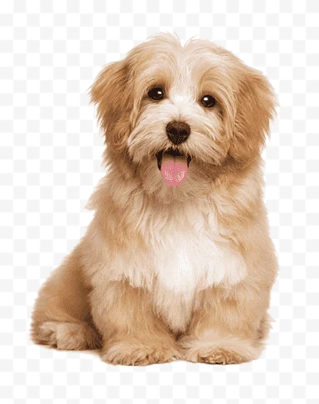 Sevimli köpek — TERA Mersin
