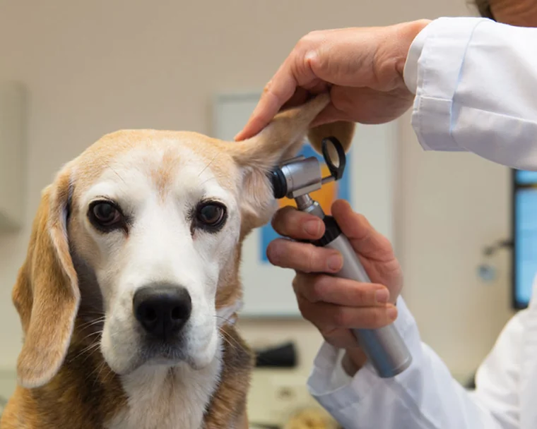 Köpek genel check-up — TERA Mersin